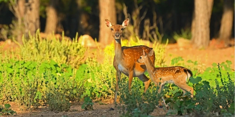 Akdeniz Orman Hayvanları